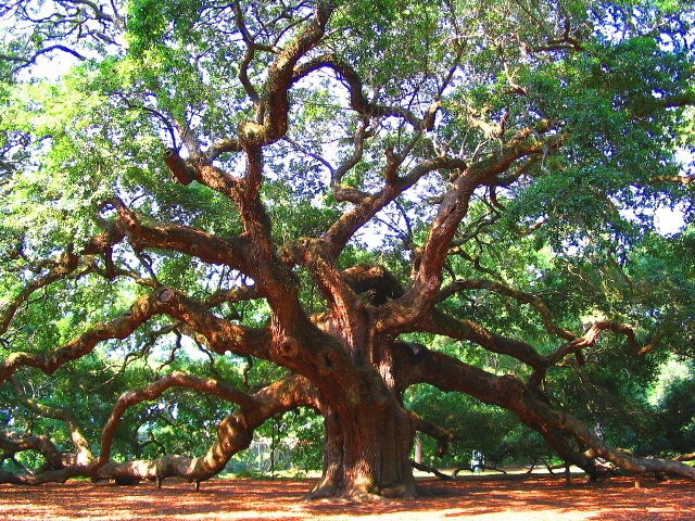 [Image: big-oak-tree.jpg]